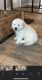 Golden Retriever Puppies for sale in Bloomington, CA, USA. price: NA