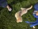 Golden Retriever Puppies for sale in University Place, WA, USA. price: $2,000