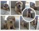 Golden Retriever Puppies for sale in Hemet, CA 92544, USA. price: NA
