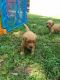 Golden Retriever Puppies for sale in Hodgenville, KY 42748, USA. price: $1,000
