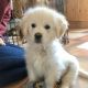 Golden Retriever Puppies for sale in 53 Eldred St, Lexington, MA 02420, USA. price: NA