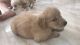 Golden Retriever Puppies for sale in HBR Layout 4th Block, HBR Layout, Bengaluru, Karnataka 560043, India. price: 12000 INR