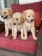 Golden Retriever Puppies for sale in Austin, KY 42123, USA. price: NA