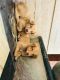 Golden Retriever Puppies for sale in Faridabad, Haryana, India. price: 14000 INR