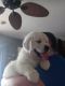 Golden Retriever Puppies for sale in Walnutport, PA 18088, USA. price: $1,250