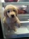 Golden Retriever Puppies for sale in Atlanta, GA, USA. price: NA