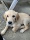 Golden Retriever Puppies for sale in Gilroy, CA 95020, USA. price: $3