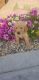 Golden Retriever Puppies for sale in Grabill, IN 46741, USA. price: NA