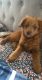 Golden Retriever Puppies for sale in North Brunswick Township, NJ, USA. price: $1,100