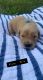Golden Retriever Puppies for sale in Mt Sidney, VA 24467, USA. price: NA