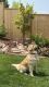 Golden Retriever Puppies for sale in Cedar City, UT, USA. price: NA