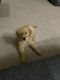 Golden Retriever Puppies for sale in Norman, OK, USA. price: NA