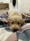 Golden Retriever Puppies for sale in Ahmedabad, Gujarat, India. price: 25000 INR