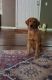 Golden Retriever Puppies for sale in Anderson, SC, USA. price: NA