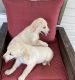 Golden Retriever Puppies for sale in Austin, KY 42123, USA. price: NA