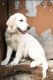 Golden Retriever Puppies for sale in West Haven, CT 06516, USA. price: $4,000