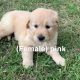 Golden Retriever Puppies for sale in Clayton, NC, USA. price: NA