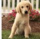 Golden Retriever Puppies for sale in Somerset County, NJ, USA. price: $1,300