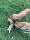 Golden Retriever Puppies for sale in Cordova, TN 38018, USA. price: $1,000