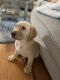 Golden Retriever Puppies for sale in Queens, NY, USA. price: $3,500