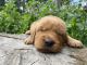 Golden Retriever Puppies for sale in Provo, UT, USA. price: NA