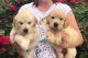 Golden Retriever Puppies for sale in Tambaram, Chennai, Tamil Nadu, India. price: 25000 INR