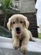 Golden Retriever Puppies for sale in Bavdhan, Pune, Maharashtra, India. price: 40 INR