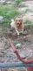 Golden Retriever Puppies for sale in Chandigarh, India. price: 20 INR