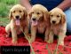 Golden Retriever Puppies for sale in Dassel, MN 55325, USA. price: $1,000