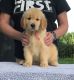 Golden Retriever Puppies for sale in Wonder Lake, IL, USA. price: NA