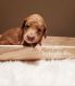 Goldendoodle Puppies for sale in Centennial, CO, USA. price: $2,500
