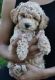 Goldendoodle Puppies for sale in Oxon Hill, MD, USA. price: NA