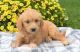Goldendoodle Puppies for sale in HUNTINGTN BCH, CA 92646, USA. price: NA