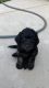 Goldendoodle Puppies for sale in Fresno, CA, USA. price: $2,000