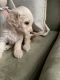 Goldendoodle Puppies for sale in Berea, KY, USA. price: NA