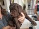 Goldendoodle Puppies for sale in 3401 N Meadowlark Dr, Prescott Valley, AZ 86314, USA. price: NA