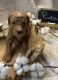 Goldendoodle Puppies for sale in Jasper, GA, USA. price: $1,800
