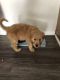 Goldendoodle Puppies for sale in Baltimore County, MD, USA. price: $2,000
