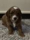 Goldendoodle Puppies for sale in Chicago, IL, USA. price: $2,000