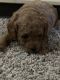 Goldendoodle Puppies for sale in Chicago, IL, USA. price: $2,000