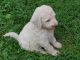 Goldendoodle Puppies for sale in 648 W 1400 N, North Manchester, IN 46962, USA. price: NA