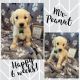Goldendoodle Puppies for sale in McKee, KY 40447, USA. price: NA