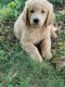 Goldendoodle Puppies for sale in Hermitage, Nashville, TN, USA. price: $800