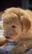 Goldendoodle Puppies for sale in Grand Rapids, MI, USA. price: $1,300