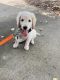 Goldendoodle Puppies for sale in Dahlonega, GA 30533, USA. price: NA