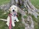Goldendoodle Puppies for sale in Paterson, NJ, USA. price: NA