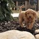 Goldendoodle Puppies for sale in Niagara Falls, NY, USA. price: NA