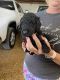 Goldendoodle Puppies for sale in Botkins, OH, USA. price: $1,000