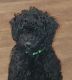 Goldendoodle Puppies for sale in Grand Rapids, MI, USA. price: $1,000
