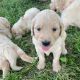 Goldendoodle Puppies for sale in Seaman, OH 45679, USA. price: $1,500